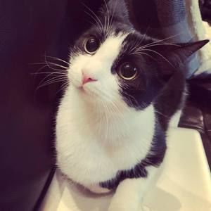 Meet your Posher, Soyoung